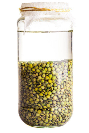 Soaked Sprouting Seeds  (green Lentils) Isolated on White backgroundの写真素材