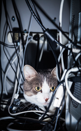 Cat behind a Computer into a mess of Electric Cables Risking his life !の写真素材