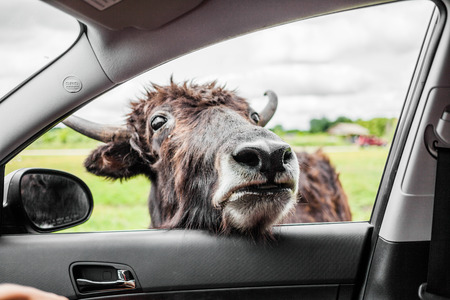 Editorial - July 29, 2014. Cow during the Car Circuit Where you can touch and feed many kind of...
