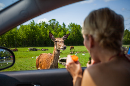 Editorial - July 29, 2014. Cute Deer inside the Car Circuit Where you can touch and feed many kind of animals staying inside your car and driving through all different sections at Parc Safari, Quebec , Canada on a beautiful summer day.のeditorial素材