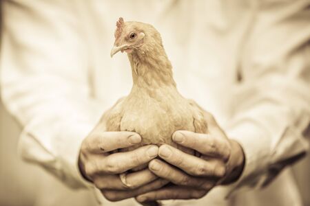 Farmer Holding a Beige Chicken in front of the Farmの写真素材