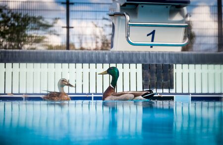 Wild Mallard Ducks Swimming in Outdoor Poolの写真素材