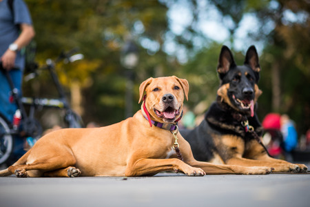 NEW YORK, USA - October 17, 2016. Well-trained dogs Obeying their Trainer that Requested not to Move, in the Middle of Greenwich Park in New York City.のeditorial素材