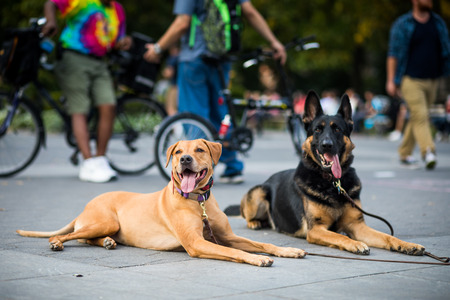 NEW YORK, USA - October 17, 2016. Well-trained dogs Obeying their Trainer that Requested not to...