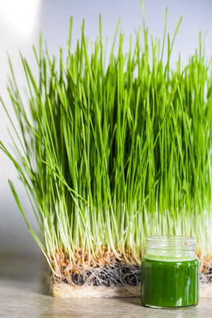 Wheatgrass details of the Roots, Seeds, Sprouts and Healthy Juice Shot ready to Drinkの写真素材