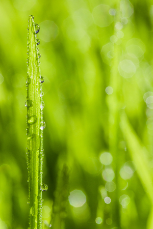 Abstract Macro Close-up of Mature Wheatgrass Detailsの写真素材