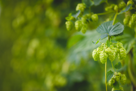 Close-up green hop plant branch with ripe cones prepared to harvesting on field.の写真素材