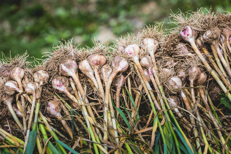 Freshly Picked Garlic Pile with Roots and lot of Dirt and Soil.の写真素材