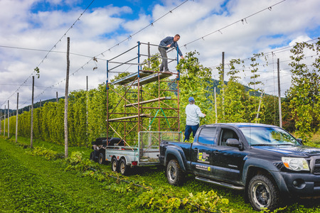 September 8, 2017 - Maria, Canada. People standing on vehicle and harvesting cascade hop during autumn on field.のeditorial素材