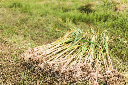 Stack of Freshly Picked Italian Purple Garlic in the Fieldの写真素材