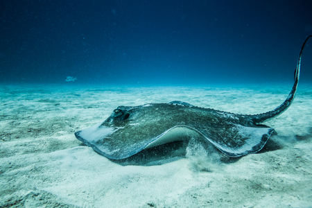 Common Stingray swimming on the ground of the ocean.