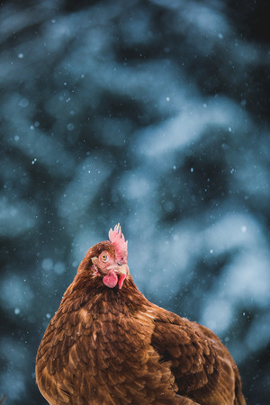 Free Range Domestic Rustic Eggs Chicken Portrait, Hen Outside during Winter Storm.