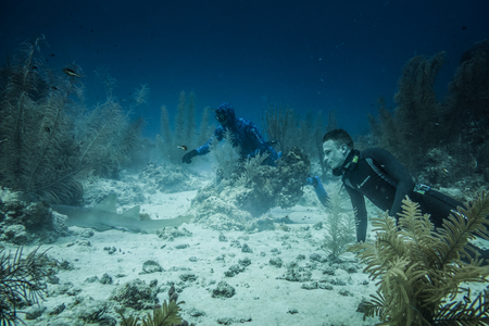 SAN ANDRES ISLAND, Colombia _ Circa March 2017. Two Freedivers Looking at a Nurse Shark Sleeping in the Coralsのeditorial素材