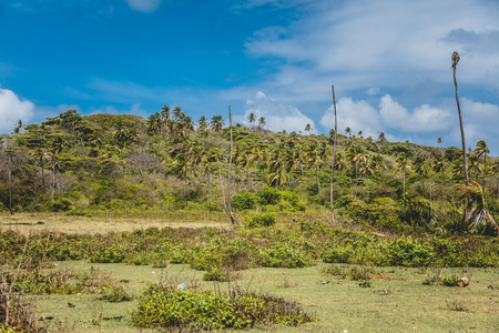 Dirty Field of Grass and Palm Trees somewhere on the small Island of San Andresの写真素材