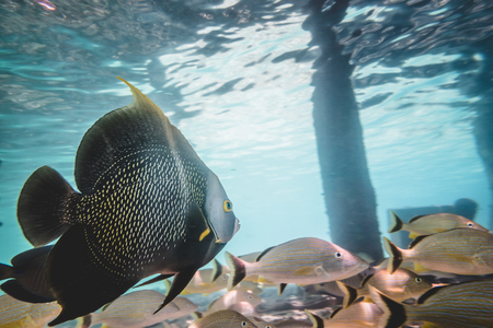 Angel Fish Closeup and Grunts in Background into Caribbean Shallow Waterの写真素材