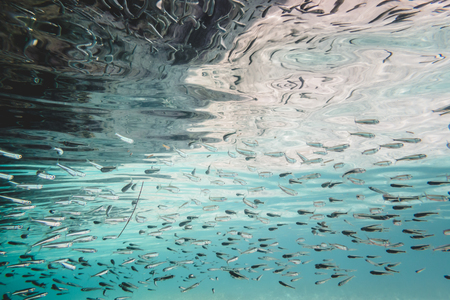 School of Little Sardina Fish with Big Eyes in Shallow Waterの写真素材