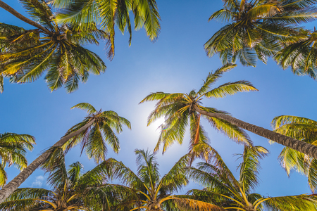 Palm Trees and Sunlight Backgroundの写真素材