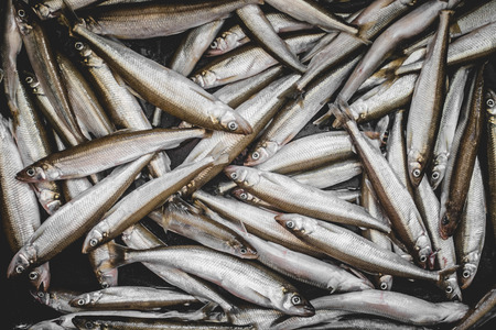 Raw and Uncooked Many Fresh Smelts Fishes over Black Background