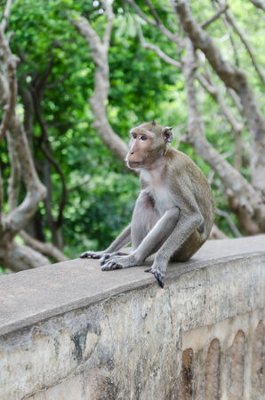 Sad monkeyの写真素材