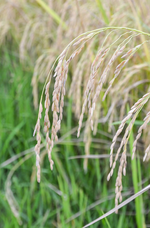 Rice fields in Thailandの写真素材
