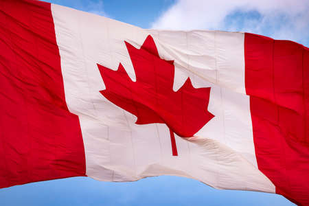 Maple leaf flag flying in the windの写真素材