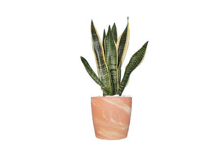 Dragon tongue Sansevieria plant pot dicut, Air purifying leaves, potted plantsの写真素材