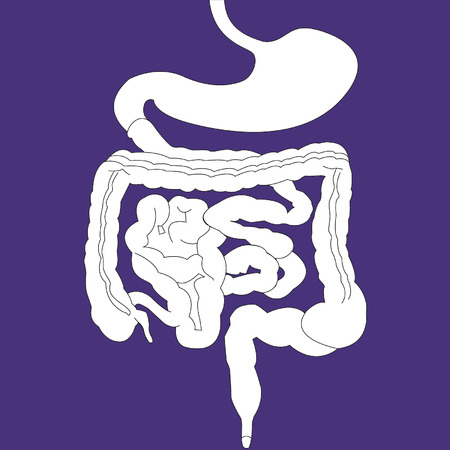 Gastrointestinal tract on purple backgroundのイラスト素材