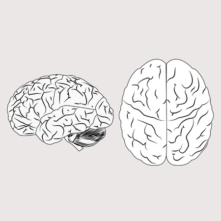 human brainのイラスト素材