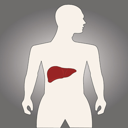 Human anatomy of liverのイラスト素材