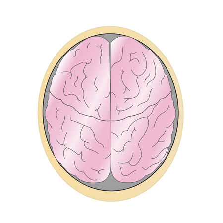 human brainのイラスト素材