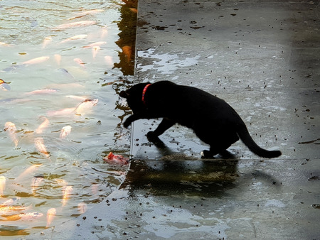 Black cat and fish in the fish pondの写真素材