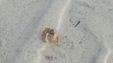 Soldier crab army on the Tubkaek beach, Krabi, Thailand