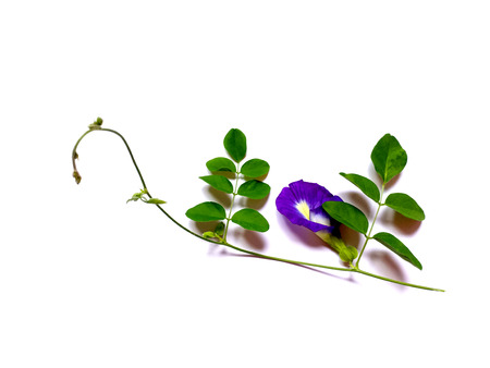 Organic dried butterfly pea flowers, on the white backgroundの写真素材