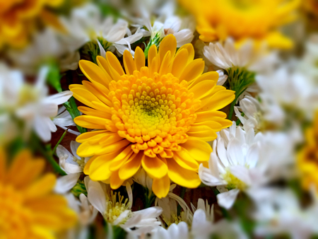 Yellow flower close upの写真素材