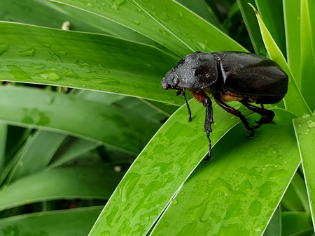 Dung beetle green leaf