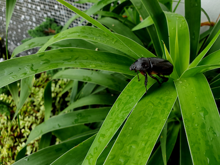 Dung beetle green leafの写真素材