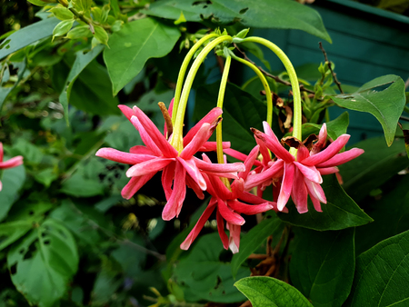 Combretum indicum flower