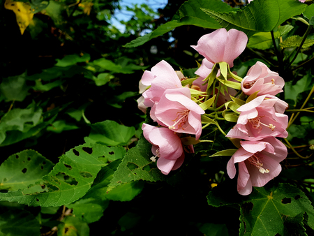 Pink Flowers in the gardenの写真素材