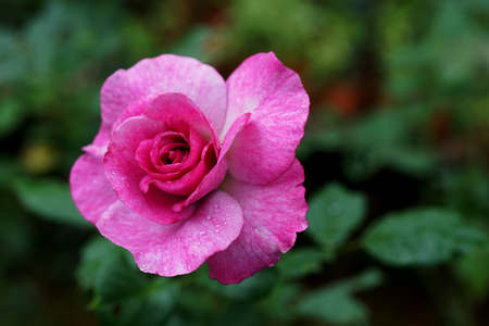 Beautiful pink rose flower.の写真素材