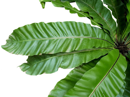 Birdâ€™s nest fern isolated on white background