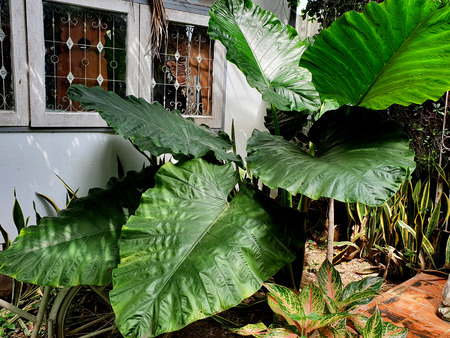 Giant elephant ear plant in the homeの写真素材