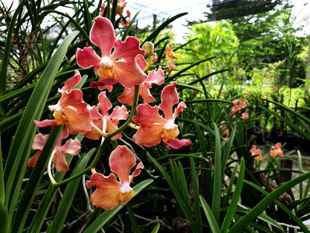 Fragrance Orchid flower of Thailand, The name is Udon Sunshine Orchidの写真素材