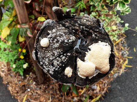 Tree fungus stump in the garden.の写真素材