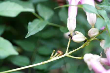 Black garden ants on a flower.の写真素材