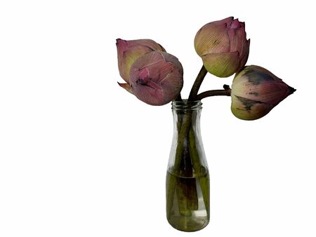 Pink Lotus flowers for pay respect to the Buddha on white backgroundの写真素材