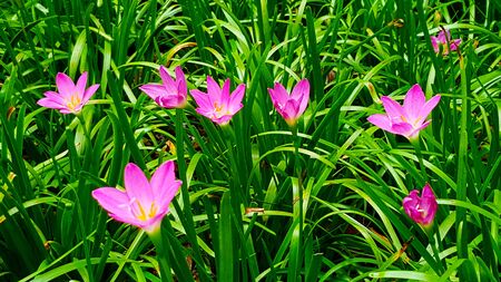 Pink rain lily flower field in the garden.の写真素材
