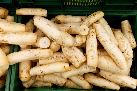 Giant white radish in the fresh market.の写真素材