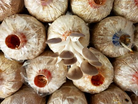 Fresh phoenix mushroom growing in a cube at the mushroom farm.の写真素材