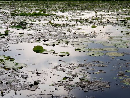 Water lily / Lotus pond in the garden.