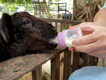 Close up woman hand holding milk bottle feeding to black lamb.の写真素材